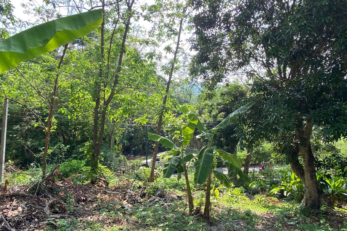 Chiang Mai-P-PHS1118
