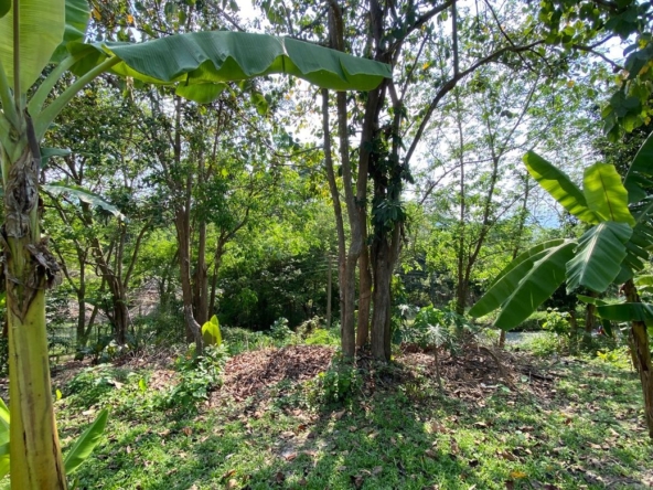Chiang Mai-P-PHS1118