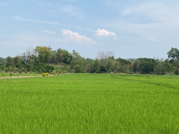 Chiang Mai-P-PLS1110