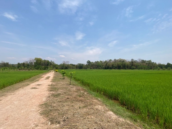 Chiang Mai-P-PLS1110