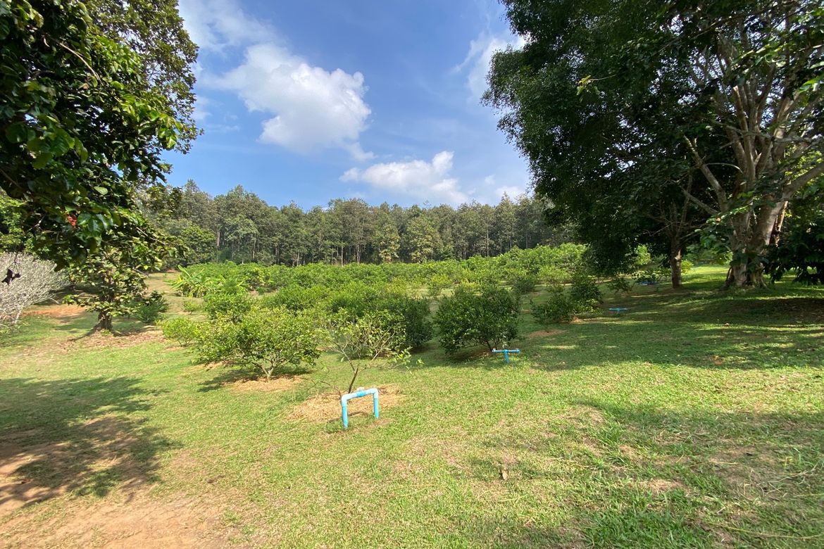 Large plot of land for sale in Mae Tang