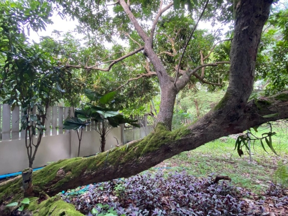 Muang Chiang Mai-P-PHS1155