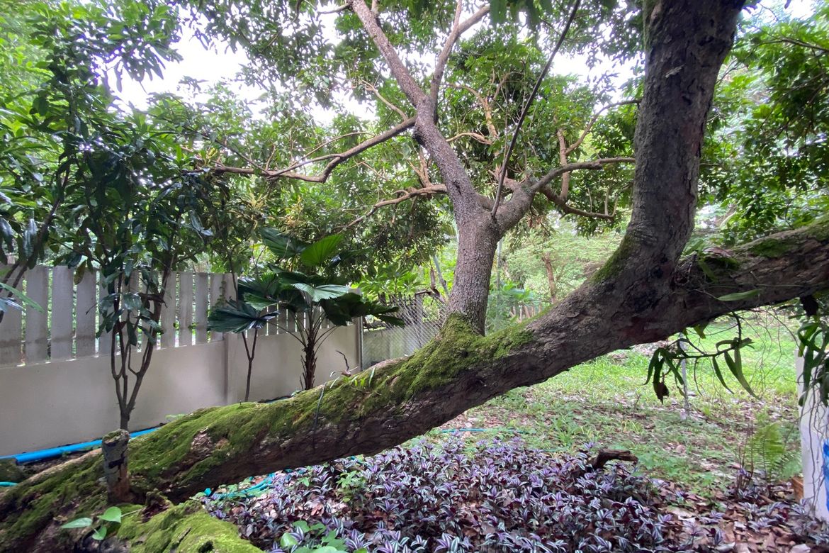 Muang Chiang Mai-P-PHS1155