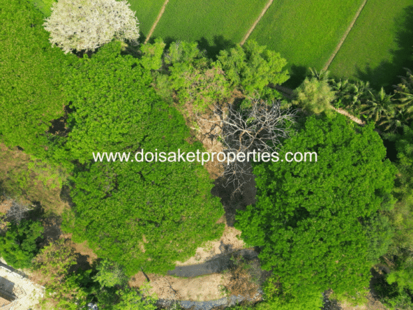 Tree-Shaded Plot with Scenic Rice Field Views for Sale in Choeng Doi
