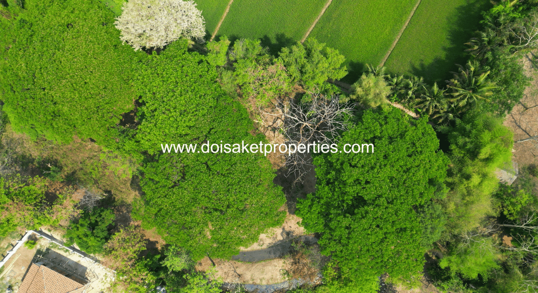 Tree-Shaded Plot with Scenic Rice Field Views for Sale in Choeng Doi