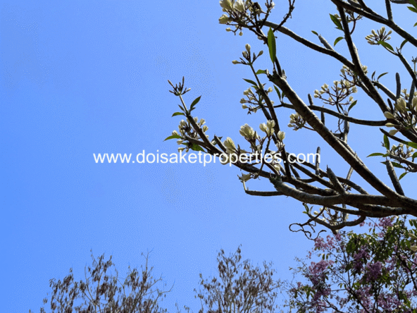 Tree-Shaded Plot with Scenic Rice Field Views for Sale in Choeng Doi