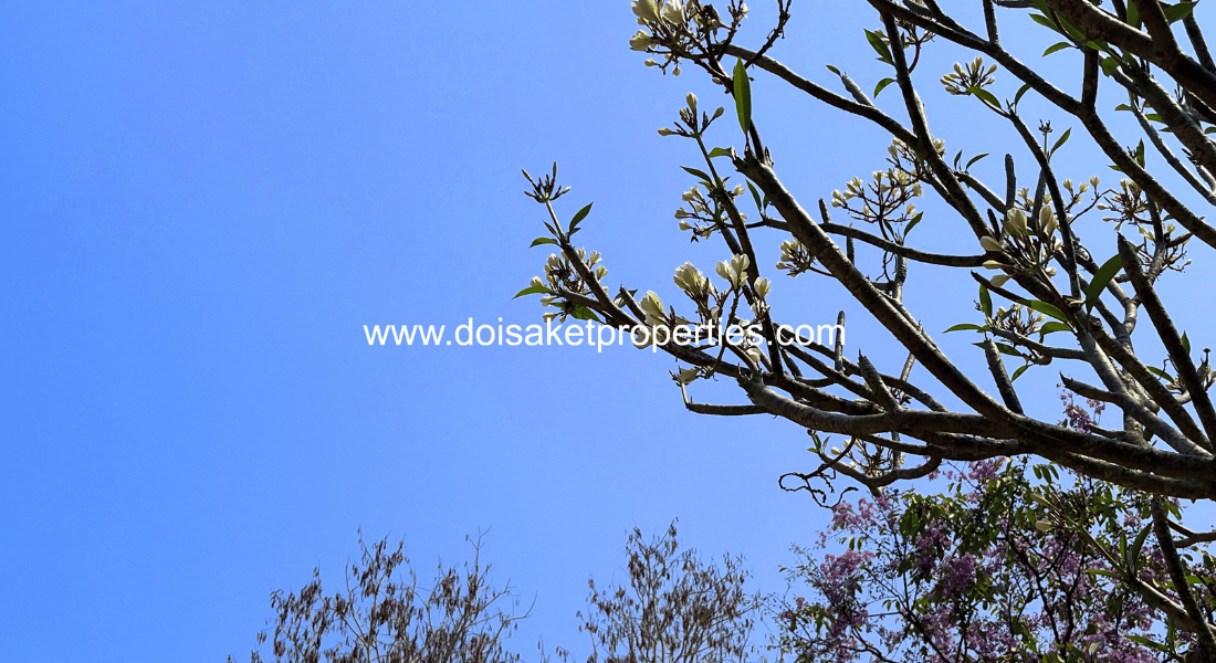 Tree-Shaded Plot with Scenic Rice Field Views for Sale in Choeng Doi