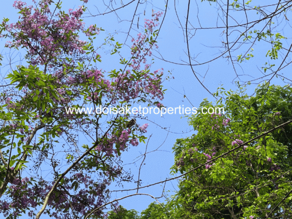 Doi Saket-DSP-(LS409-03) Tranquil