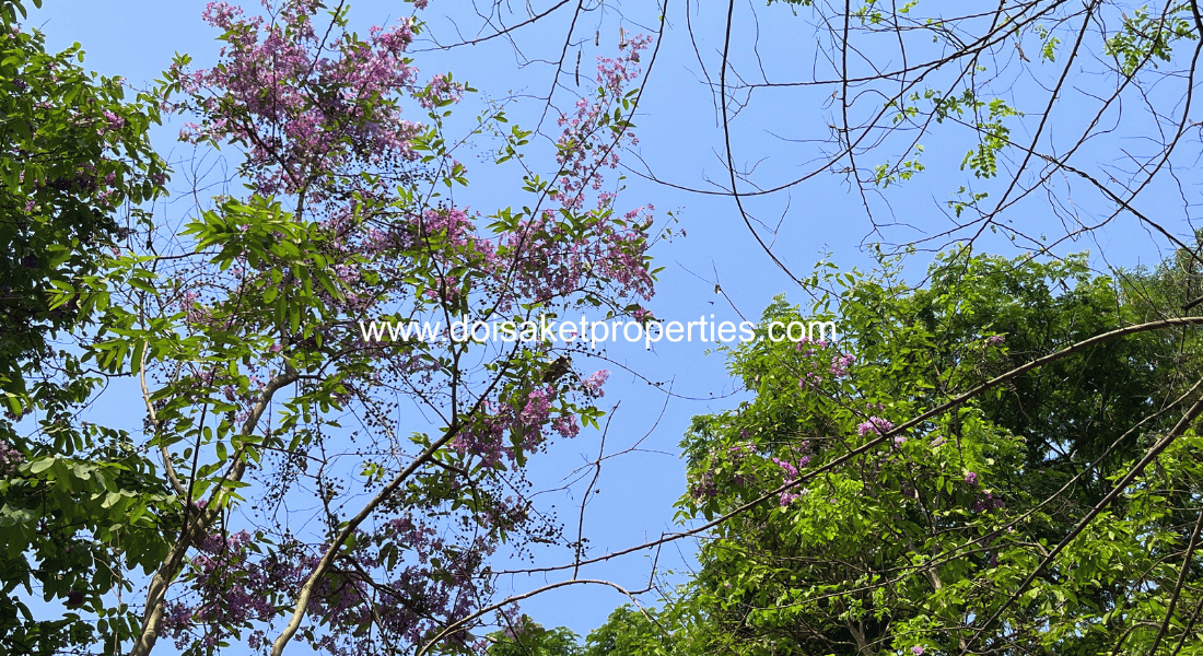 Doi Saket-DSP-(LS409-03) Tranquil