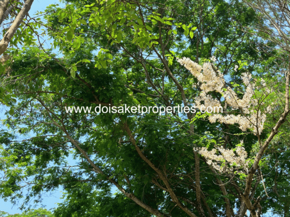 Tree-Shaded Plot with Scenic Rice Field Views for Sale in Choeng Doi