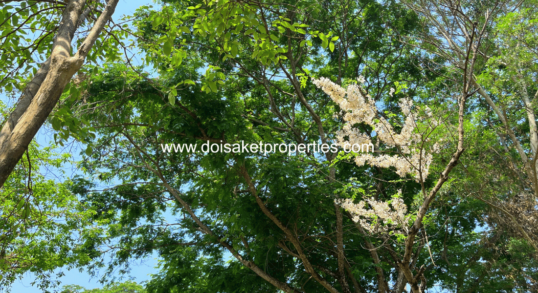 Tree-Shaded Plot with Scenic Rice Field Views for Sale in Choeng Doi