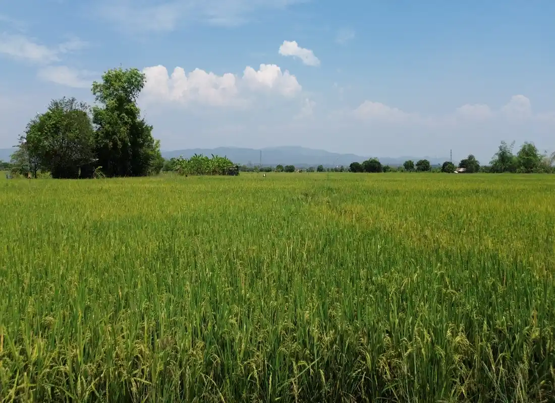 Vacant Land in San Pong Mae Rim-CMP-395