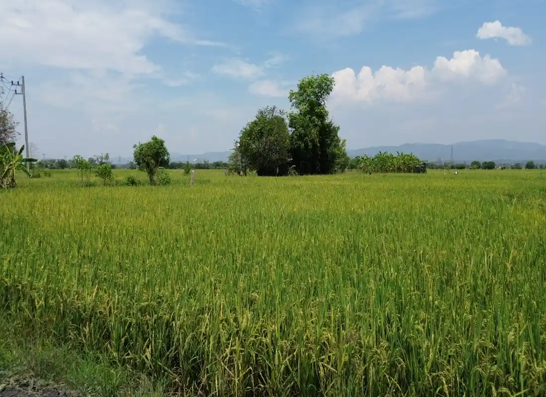 Vacant Land in San Pong Mae Rim-CMP-395