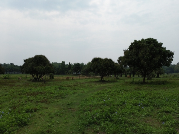 8 Rai Land for Sale | Saluang