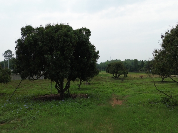 8 Rai Land for Sale | Saluang