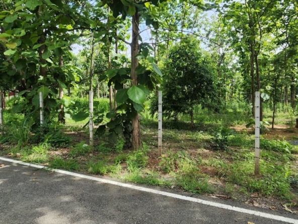 Land for sale-P-PLS1143