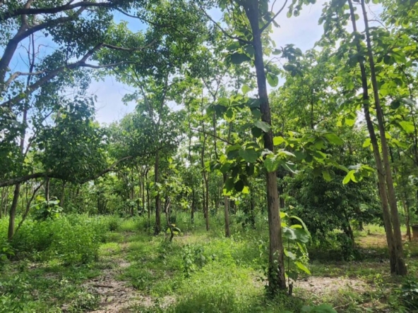 Land for sale-P-PLS1143
