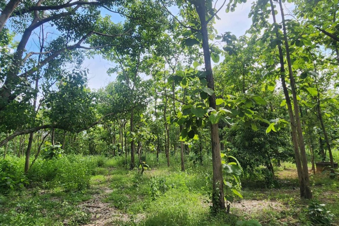 Land for sale-P-PLS1143