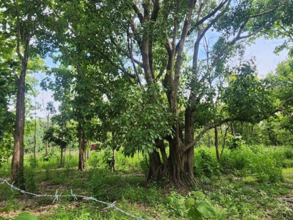 Land for sale-P-PLS1143