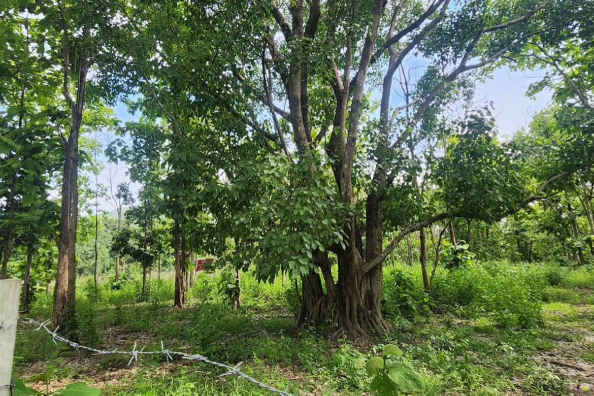 Land for sale-P-PLS1143