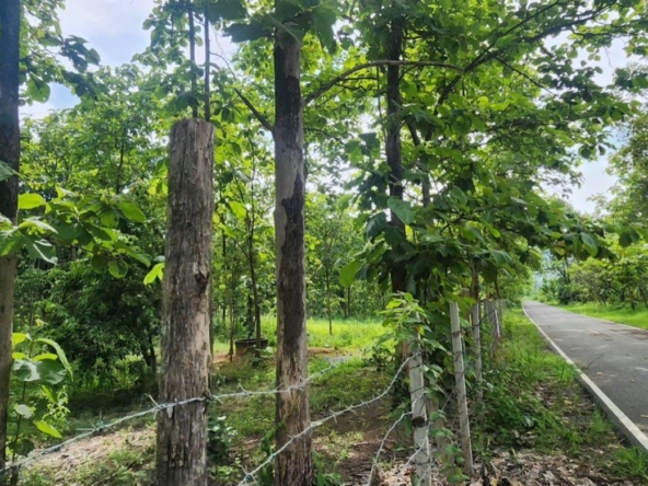 Land for sale-P-PLS1143