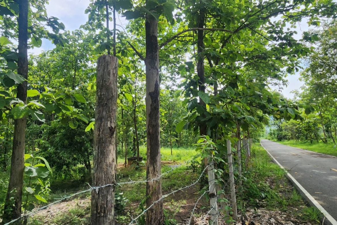 Land for sale-P-PLS1143