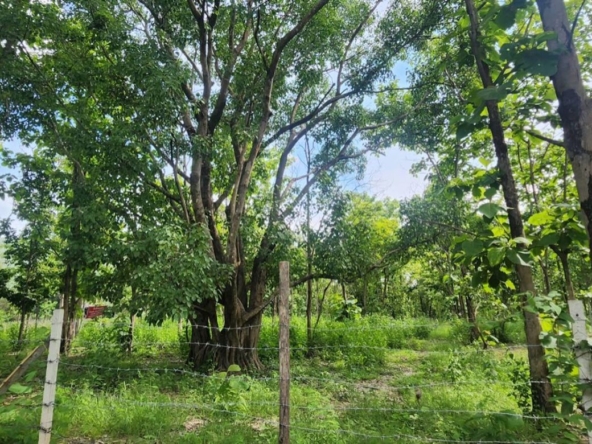 Land for sale-P-PLS1143