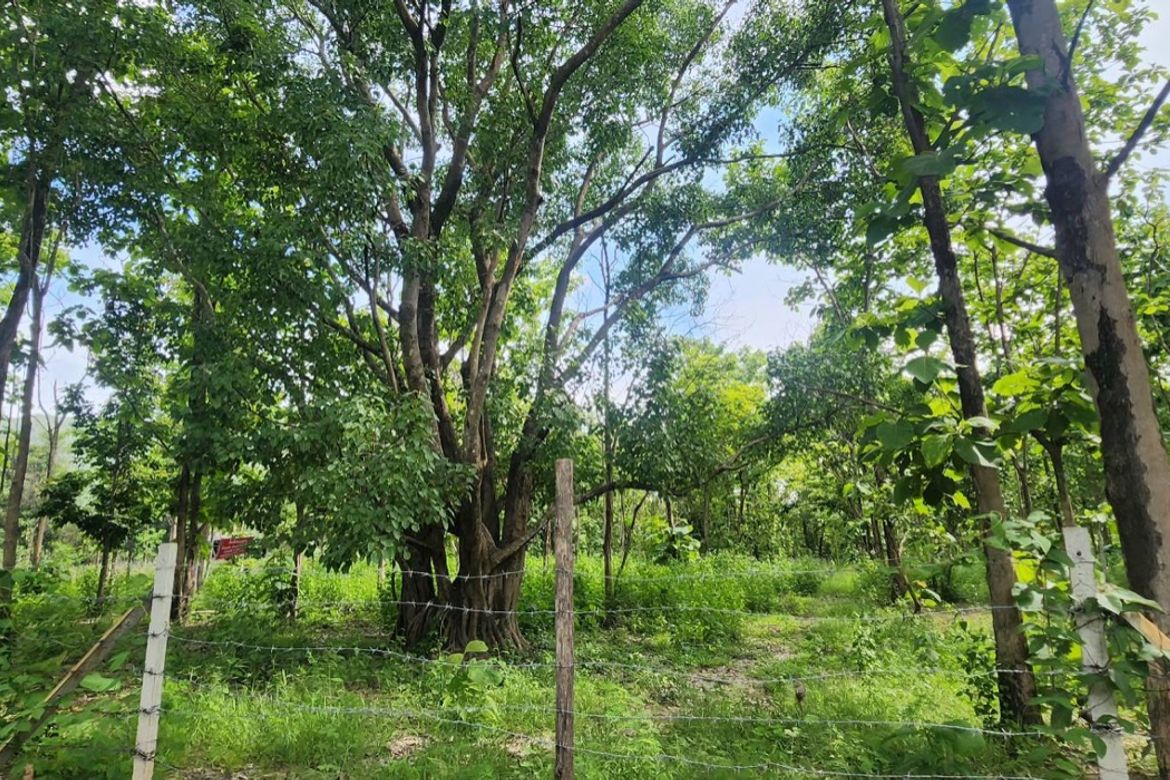Land for sale-P-PLS1143