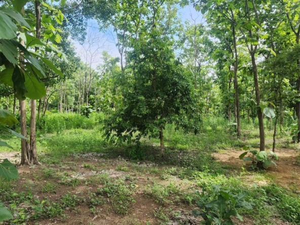 Land for sale-P-PLS1143