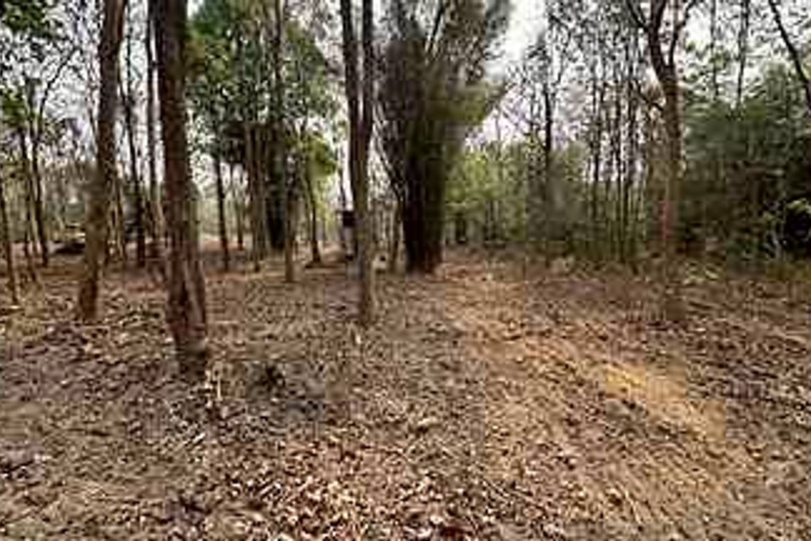 Mae Rim
