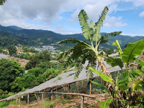 Chiang Mai-P-PLS1148