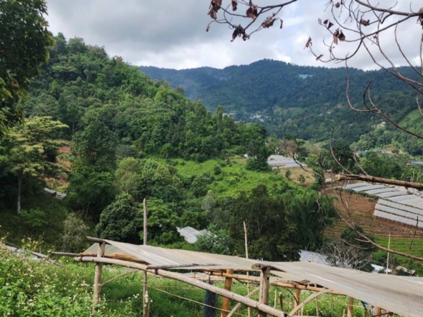 Chiang Mai-P-PLS1148