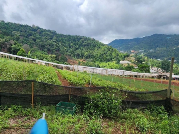 Chiang Mai-P-PLS1148