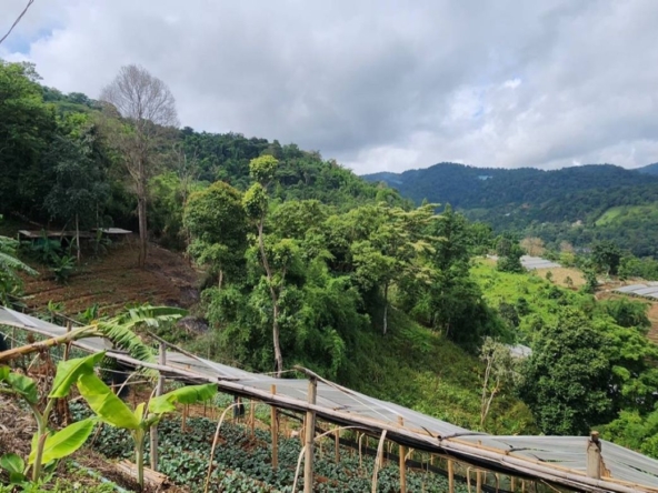 Chiang Mai-P-PLS1148
