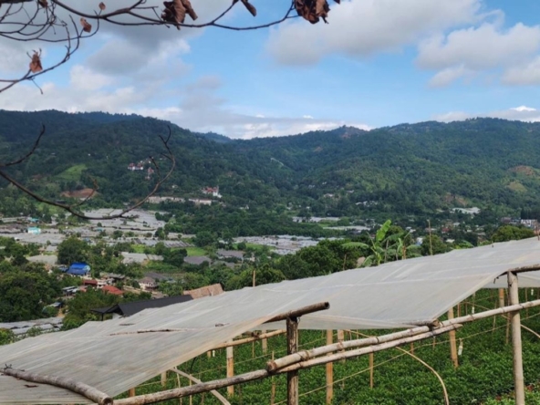 Chiang Mai-P-PLS1148