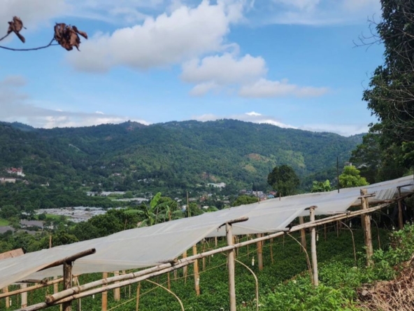 Chiang Mai-P-PLS1148