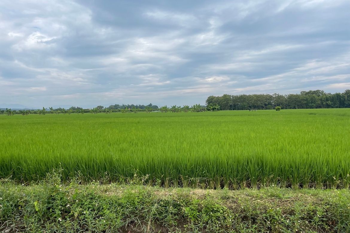 Chiang Mai-P-PLS742