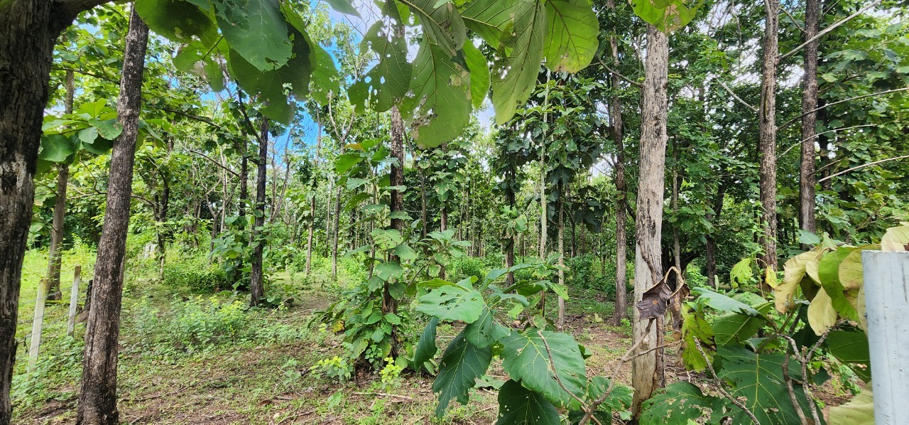 Beautiful 5 Rai 70 Sq.wah for sale in Mae On-SHG-LS100