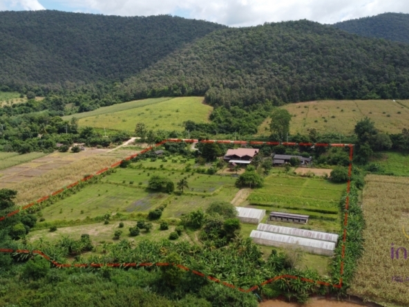 Chiang Mai-I-3931