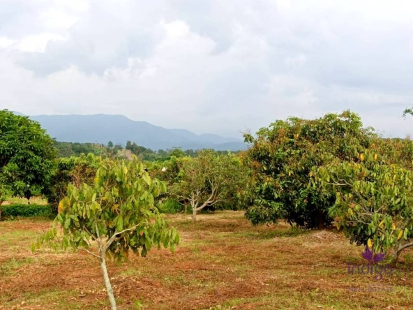 Land for sale 6 Rai 3 Ngan 18 Sqw Doi Luang Chiang Dao view