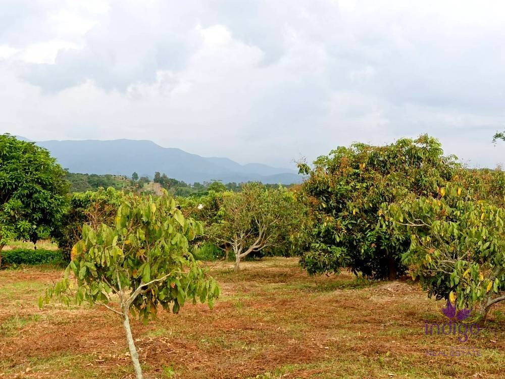 Land for sale 6 Rai 3 Ngan 18 Sqw Doi Luang Chiang Dao view