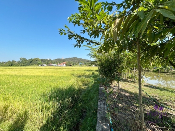 fish pond and rice field. Water and electricity ready in Doi Saket countryside