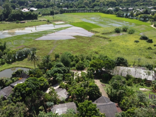 Beautiful plots of rice field land for sale in Saluang